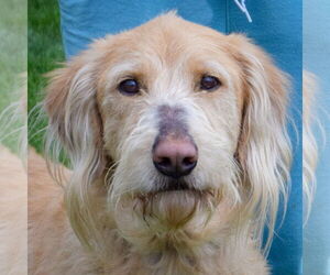 Golden Retriever-Unknown Mix Dogs for adoption in Huntley, IL, USA