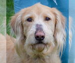 Small Golden Retriever Mix