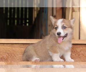 Pembroke Welsh Corgi Puppy for sale in FAIR GROVE, MO, USA