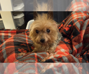 Mutt Dogs for adoption in Spring, TX, USA