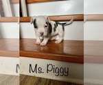 Small Photo #2 American Bully Puppy For Sale in LA VERNIA, TX, USA