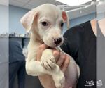 Small #1 Labrador Retriever Mix