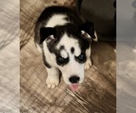 Puppy Dottie Siberian Husky