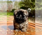 Small #4 Shih Tzu