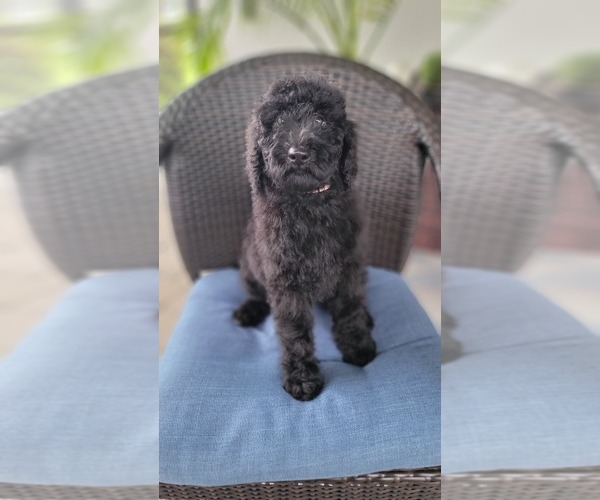 Medium Photo #6 Labradoodle Puppy For Sale in WINTER GARDEN, FL, USA