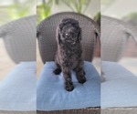 Small #5 Labradoodle