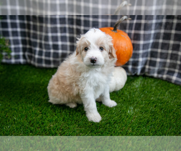 Medium Photo #2 Aussiedoodle Miniature  Puppy For Sale in CLARE, MI, USA