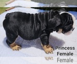 Small Photo #7 Bulldog Puppy For Sale in FRESNO, CA, USA