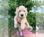 Puppy Puppy 3 Goldendoodle