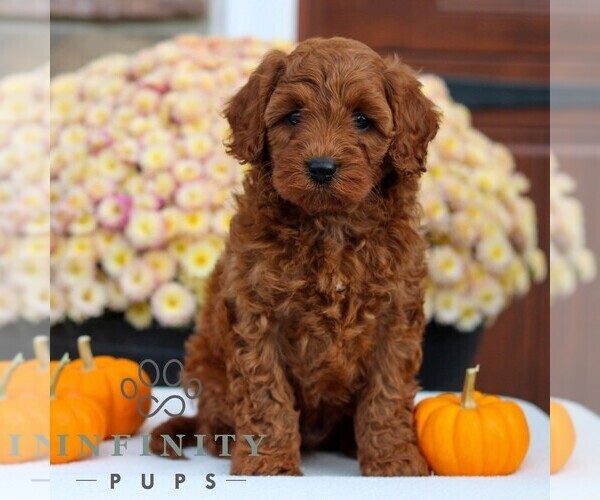 Medium Photo #1 Cavapoo Puppy For Sale in LITITZ, PA, USA