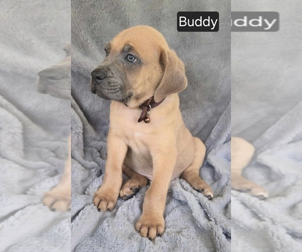 Medium Photo #2 Cane Corso Puppy For Sale in MINERAL WELLS, WV, USA