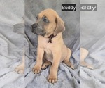 Small #1 Cane Corso