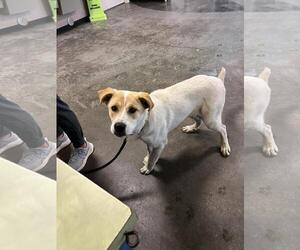 Labrenees Dogs for adoption in Rockwall, TX, USA