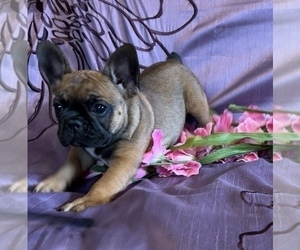 French Bulldog Puppy for sale in HUDSON, CO, USA