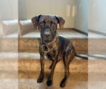 Small #1 Mutt