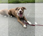 Small #25 Australian Shepherd-Catahoula Leopard Dog Mix
