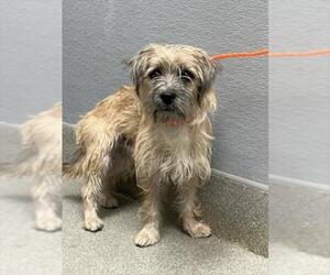 Mutt Dogs for adoption in Las Vegas, NV, USA