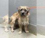 *MAX - Male Mutt Dog for Adoption - Small photo