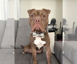 Mutt Dogs for adoption in Brewster, NY, USA