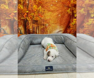 Mutt Dogs for adoption in Bryant, AR, USA
