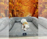 B-Dawg - Male Mutt Dog for Adoption - Small photo