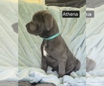 Small #3 Cane Corso