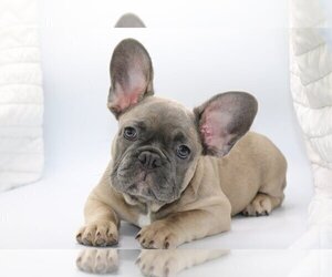 French Bulldog Puppy for sale in CORAL GABLES, FL, USA