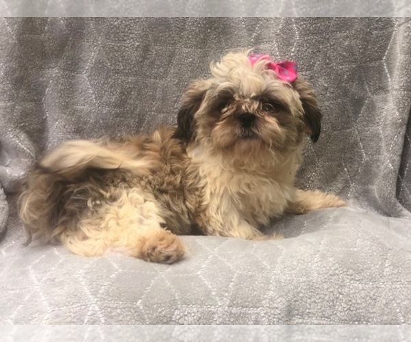 Medium Photo #7 Shih Tzu Puppy For Sale in LAKELAND, FL, USA