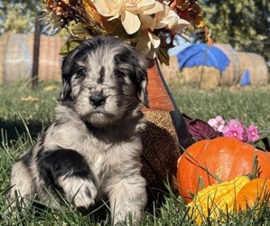 Newfypoo Puppy for sale in STRATFORD, IA, USA