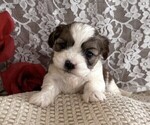 Small #3 Cavachon-Shih Tzu Mix