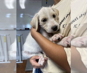 Mutt Dogs for adoption in Bolivar, MO, USA
