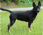 Small #3 Mutt