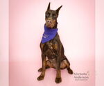 Small #1 Doberman Pinscher