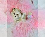Small #7 Pomeranian