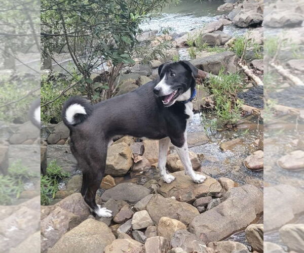 Medium Photo #1 Mutt Puppy For Sale in Royse City, TX, USA