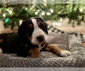 Greater Swiss Mountain Dog Puppy for sale in ARNOLD, MO, USA