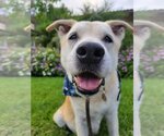 Small #1 Labrador Retriever Mix