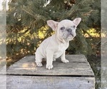 Small French Bulldog