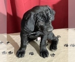 Small Photo #20 Cane Corso Puppy For Sale in COTTAGE GROVE, OR, USA