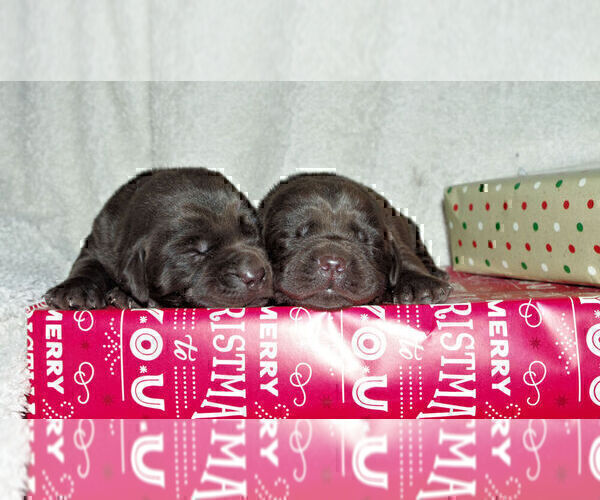 Medium Photo #9 Labrador Retriever Puppy For Sale in FORT COLLINS, CO, USA