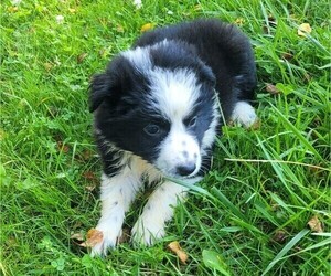 Australian Shepherd Puppy for sale in NOVI, MI, USA