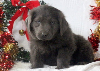 Newfoundland Puppy for sale in MOUNT JOY, PA, USA