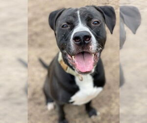 American Pit Bull Terrier Dogs for adoption in Virginia Beach, VA, USA