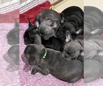 Small Photo #10 French Bulldog Puppy For Sale in CHINO HILLS, CA, USA