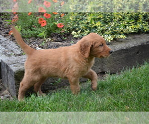 Medium Golden Retriever