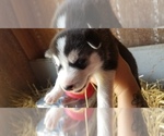 Small Photo #5 Siberian Husky Puppy For Sale in OSCEOLA, MO, USA