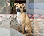 Small #5 Boxer Mix