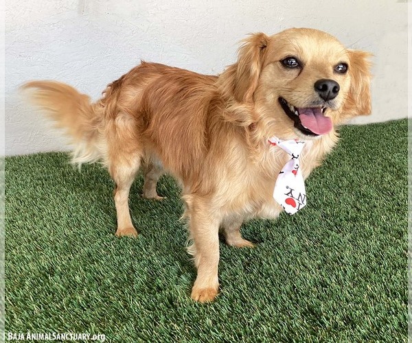 Medium Photo #2 Dameranian Puppy For Sale in San Diego, CA, USA