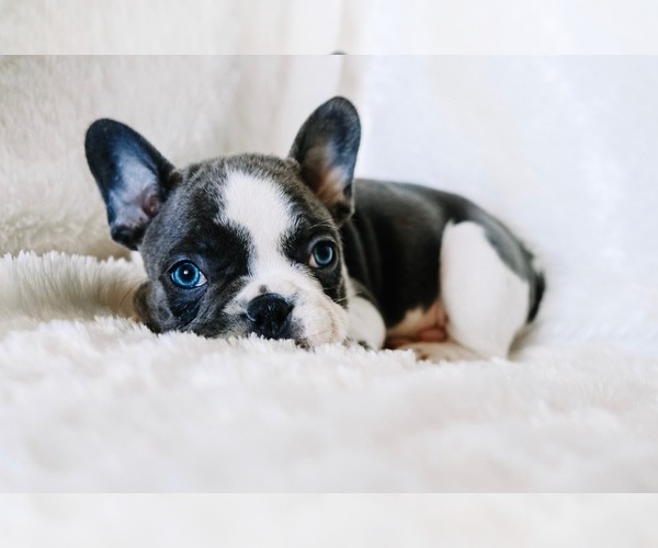 Medium Photo #13 French Bulldog Puppy For Sale in HESPERIA, CA, USA