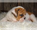 Small Photo #6 English Bulldog Puppy For Sale in VERONA, MO, USA